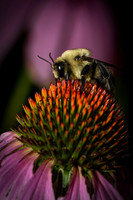 Bee on flower-2
