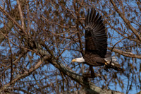 Eagle with meal at Reelfoot-