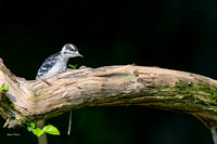 Downy Woodpecker F juvenile sigma 500 f4 D500-