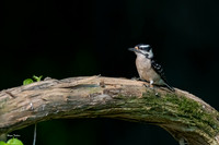Downy Woodpecker F sigma 500 f4 D500-