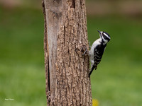 Downy Woodpecker female-