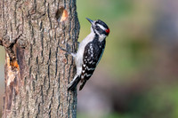 Downy Woodpecker M sigma 500 f4 D500-