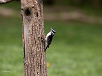 Downy Woodpecker female SOOC-396