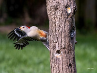 Red Bellied Woodpecker-