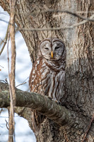 Bard Owl at Reelfoot-