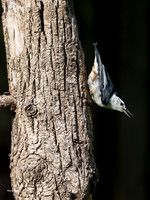 White Breasted Nuthatch Olympus E-1Mx, Metabones adapter Sigma 120-300 -