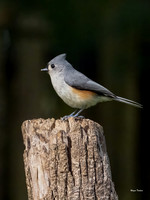 Tufted Titmouse (p) Olympus E-1Mx, Sigma 120-300 -