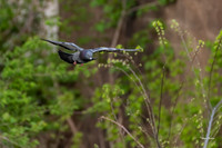 Rock Dove Pigeon Nikon D500 200-500mm f5.6-