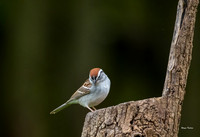Chipping Sparrow