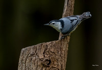 White-breated Nuthatch Oly E-M1X Metabones adapter Nikon 200-500 f5.6