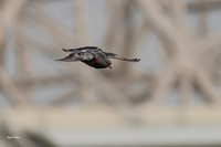 Rock Dove Pidgeon-