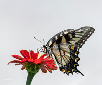 Eastern Swallowtail 24x20-2