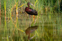 Ibis, Glossy