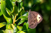 Common Wood-Nymph, butterfly Nikon D500 200-500mm-