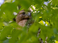 Hawk