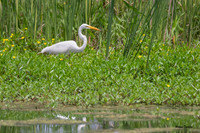 Egret and dragonfly-512
