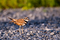 Killdeer Nikon D500 200-500mm-