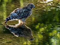 Hawk