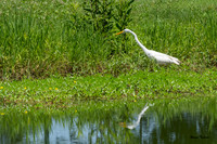 Egret and friend-379