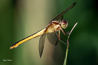 Wandering Glider 2, dragonfly Nikon D500 200-500mm-