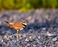 Killdeer Nikon D500, Nikon 200-500 f5.6