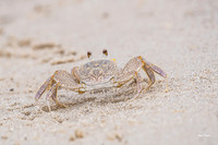 Atlantic Ghost Crab 2 Nikon D500 200-500 f5.6-