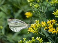 Cabbage White Butterfly Olympus EM1-Mark III, 40-150mm f2.8, Kenko extension tube-