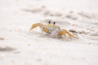 Crabs