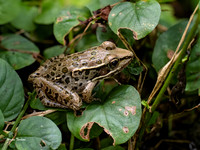 Frogs