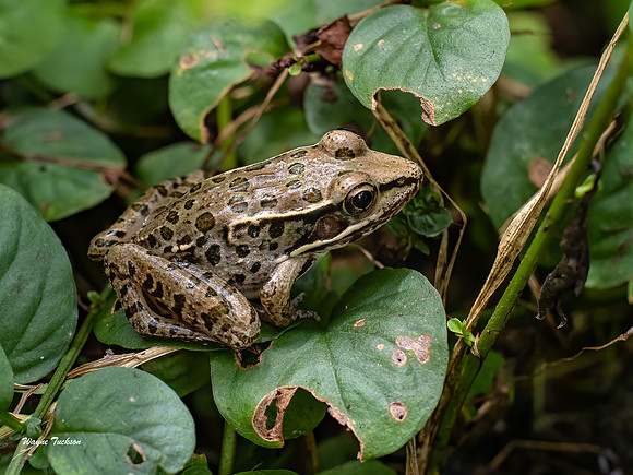 Leopard Frog Olympus EM1-Mark III, 40-150mm f2.8, Kenko extension tube-