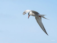 Lesser Tern 2 Olympus E-M1-Mark III 40-150mm F2.8-