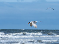 Lesser Tern 3 Olympus E-M1-Mark III 40-150mm F2.8-