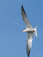 Lesser Tern 4 Olympus E-M1-Mark III 40-150mm F2.8-