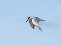 Lesser Tern Olympus E-M1-Mark III 40-150mm F2.8-1070