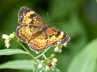 Insects