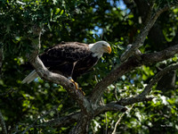Eagle-