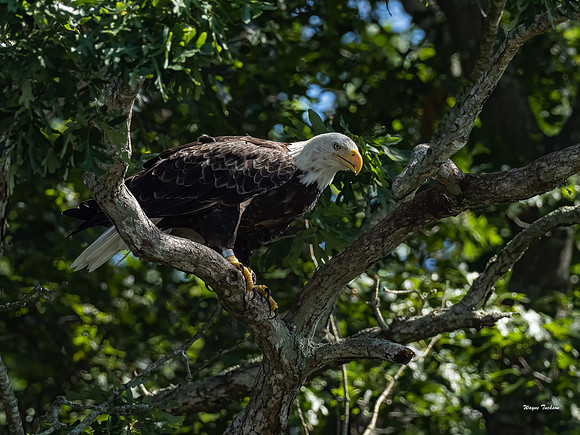 Eagle-