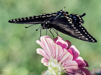 Black Swallowtail 2 Olympus EM-1 MarkIII, 40-150 mm f2.8 + 1.4 TC-