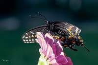 Black Swallowtail Olympus EM-1 MarkIII, 40-150 mm f2.8 + 1.4 TC-