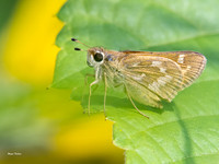 Common Branded Skipper Olympus EM-1 MarkIII, 40-150 mm f2.8 + 1.4 TC + Kenko 16mm extension tube-