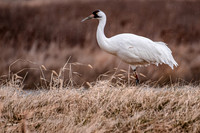 Whooping Crane 1 Nikon D500, Sigma 120-300mm f2.8 + sigma TC-1.4-