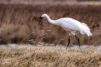 Whooping Crane Nikon D500, Sigma 120-300mm f2.8 + sigma TC-1.4-