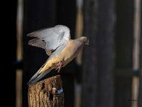 Mourning Dove-