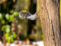 White-breasted Nuthatch-Olympus E-MiX Olympus 300mm f4