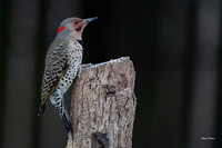 Northern Flicker-Nikon D5 Nikon 200-400 f4