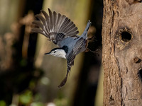 White-breasted Nuthatch-Olympus EM-1x Olympus 300 f4