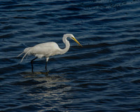 Great Egret"