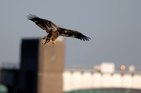 Quad City Eagle Feeding sequence Z9 Sigma 500 (2 of 15)
