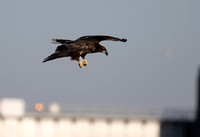 Quad City Eagle Feeding sequence Z9 Sigma 500 (4 of 15)