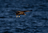Quad City Eagle Feeding sequence Z9 Sigma 500 (8 of 15)
